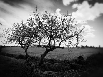 Bare tree on field against sky