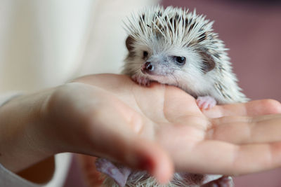 Girl holds cute hedgehog in her hands. portrait of pretty curious muzzle of animal. favorite pets. 