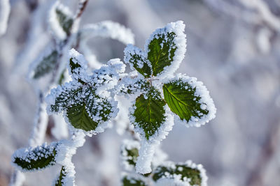 Close-up of frozen plant