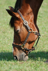 Fantastic look at a hrose grazing in a grass field on a summer day.