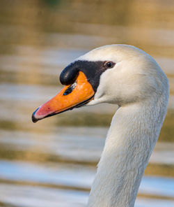 Close-up of swan