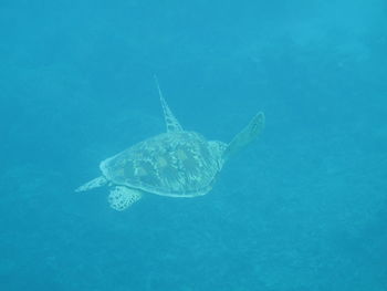 Fish swimming in sea