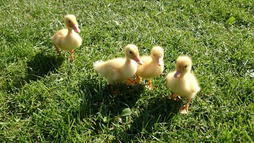 Close-up of ducklings on grass