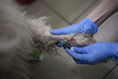 Veterinarian treats a dog. an injection in the dog's paw.