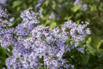Close-up of purple flowering plants