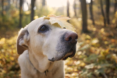 Dog in autumn forest. portrait of old labrador retriever with yellow leaf on head.