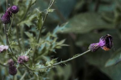 Close-up of purple thistle flowers
