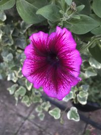 Close-up of purple flower