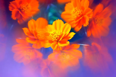 Close-up of orange flowers growing outdoors