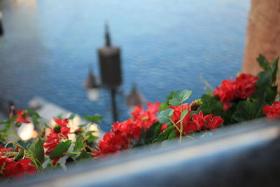 Close-up of flowering plants by sea