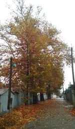 Footpath amidst trees and buildings against sky during autumn