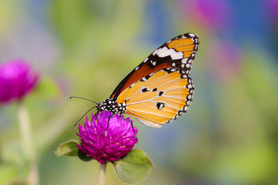 Close-up of butterfly pollinating on pink flower