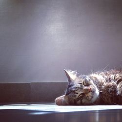 Cat looking away