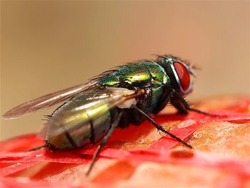 Close-up of insect