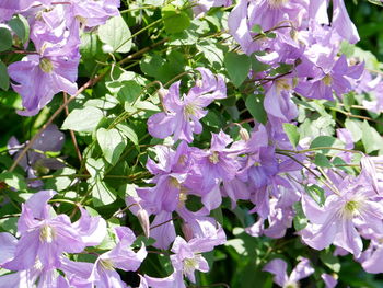 plant