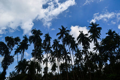 Low angle view of silhouette trees against sky