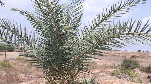 Palm tree in field