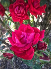 Close-up of rose blooming outdoors