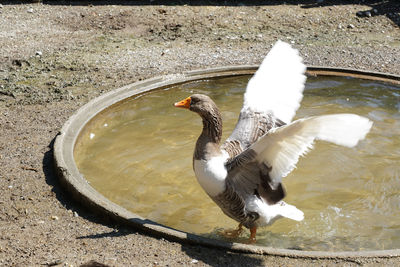 High angle view of seagull flying over lake