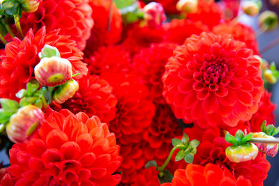 Close-up of red flowering plants in park