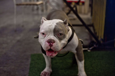 Close up portrait of abkc purebred original american bully classic dog in urban surrounding