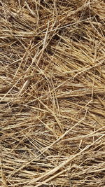 Full frame shot of dried plant on field