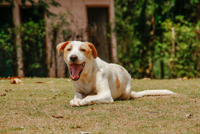 Portrait of dog sitting on field