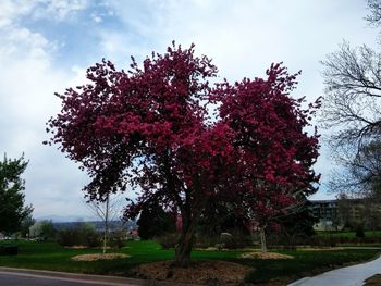 Pink flowering tree by road in park against sky