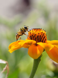 Close-up of bee pollinating on flower