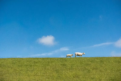 Sheep on field against blue sky