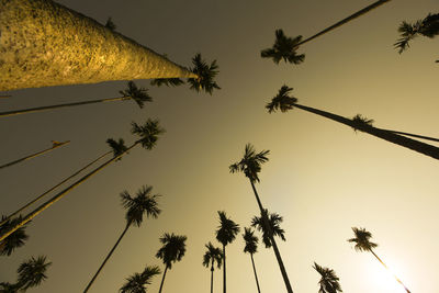 Low angle view of palm trees against sky