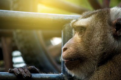 Close-up of monkey