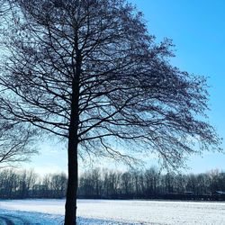 Bare tree by lake against sky during winter