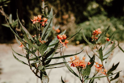 Close-up of red flowering plant