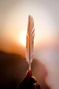 Close-up of hand holding leaf during sunset