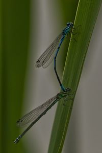 Close-up of grasshopper