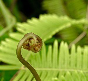 Close-up of fern on plant