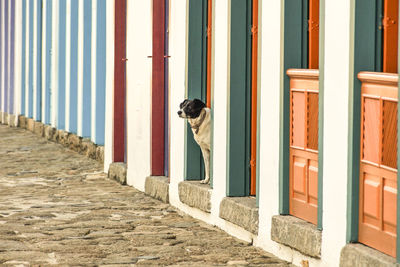 Dog standing at doorway of beach hut