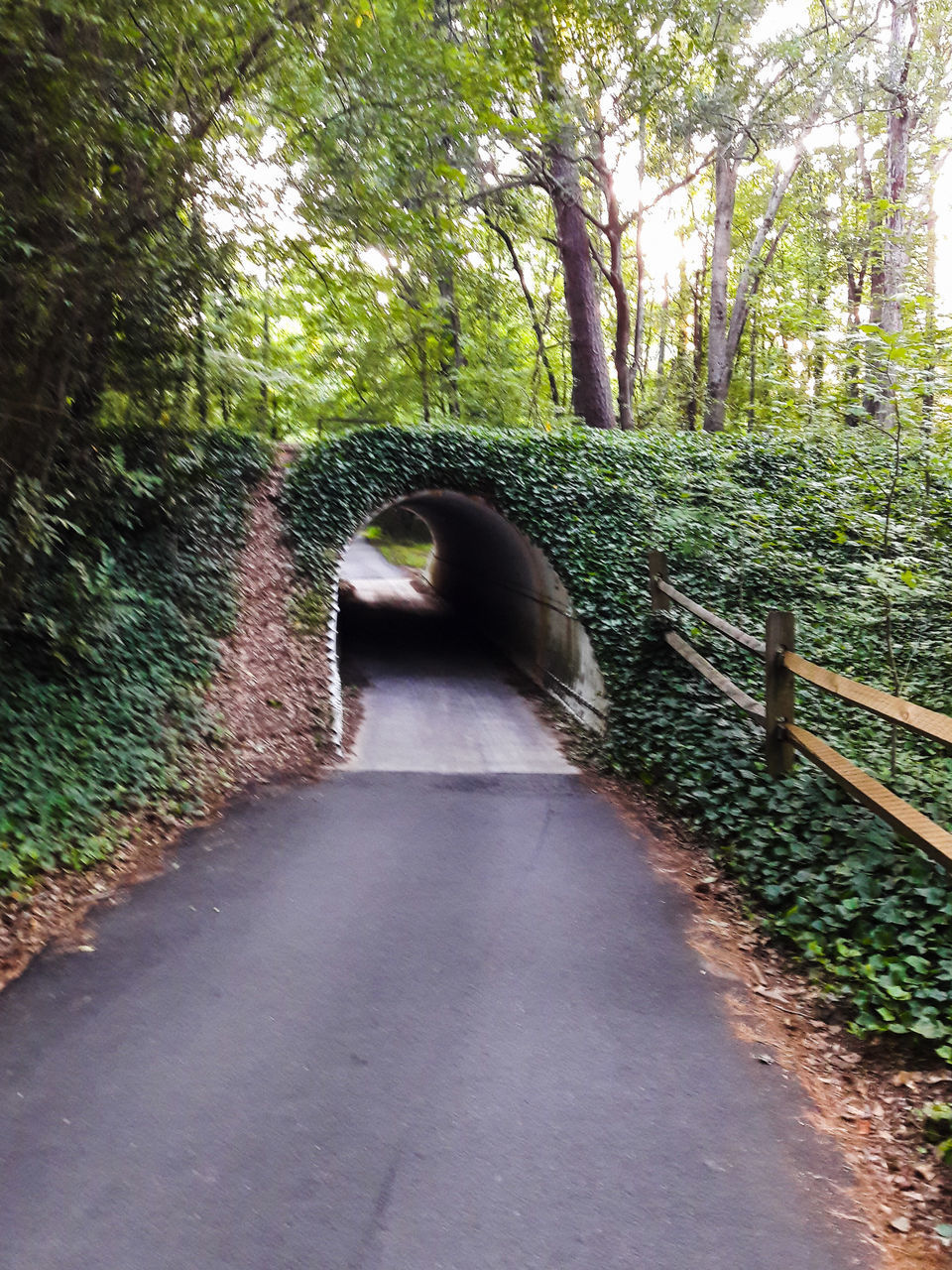 EMPTY ROAD IN FOREST