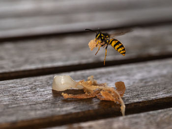Close-up of bee flying over food