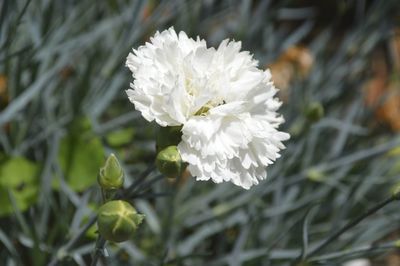 Close-up of white flowers