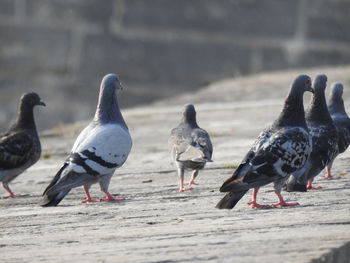 Flock of pigeons perching on ground