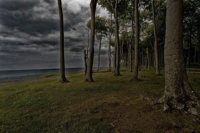 Trees on landscape against sky