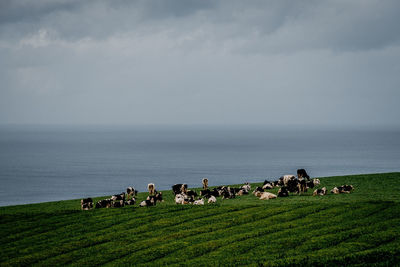 Group of horses on the beach