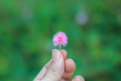 Close-up of hand holding flower