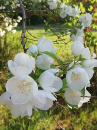 Close-up of white flowering plant