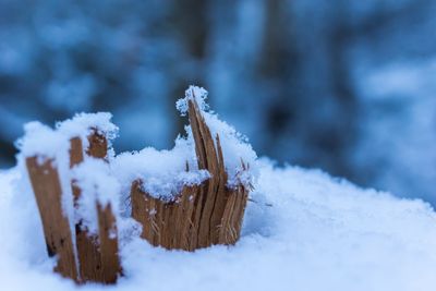 Close-up of snow covered land against trees