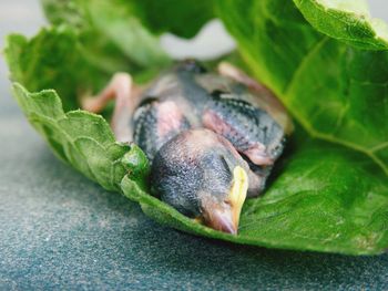 Close-up of crab on leaf