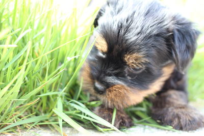 Close-up of a cat lying on grass