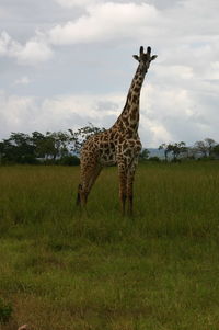 Animals grazing on field